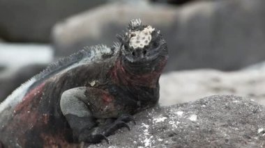 isla espanola bir deniz iguana yakın çekim