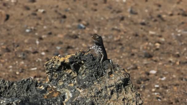 Una lucertola lavica sull'isla bartolome nelle galalagos — Video Stock