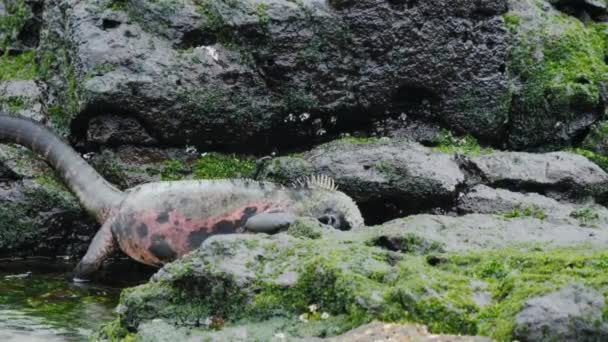 A tengeri Iguana táplálkozó hínár a Isla Espanola a Galapagos-szigeteken — Stock videók