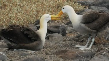 galapagos adalarında isla espanola üzerinde iki dalgalı albatros yapıştırma