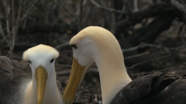 Close up of waved albatross tapping beaks to bond on isla espanola in the galapagos islands — Stock Video