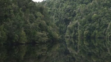 tazmanya bir gordon nehri gezisi üzerinde yemyeşil yağmur ormanı