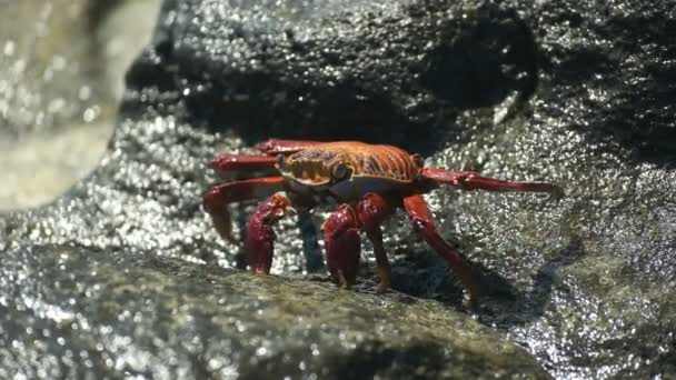 Walking sally lightfoot crab at santa cruz in the galapagos — Stock Video