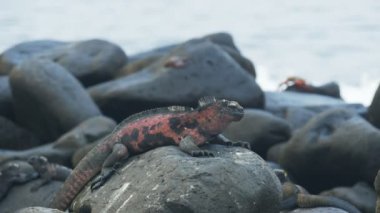 galapagos isla espanola de kırmızı renkli deniz iguana