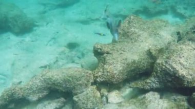 galapagos adalarında isla bartolome bir Meksika domuz balığı sualtı çekim