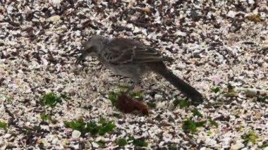 galapagos isla espanola gıda arayan mockingbird