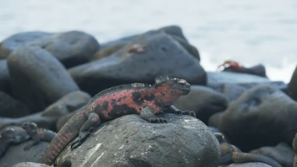 Red colored marine iguana at isla espanola in the galapagos — Stock Video