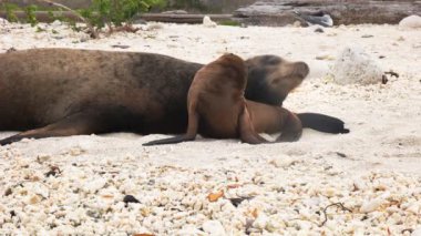 galapagos adalarında isla genovesa bir plajda anne ve bebek deniz aslanı yakın
