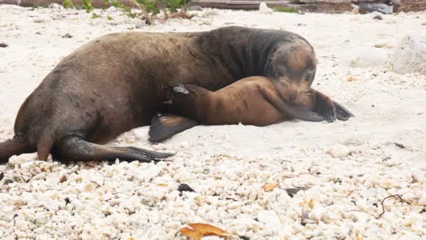 Matka ma tendencję do jej dziecko lew morski na plaży w Isla Genovesa w Galapagos — Wideo stockowe