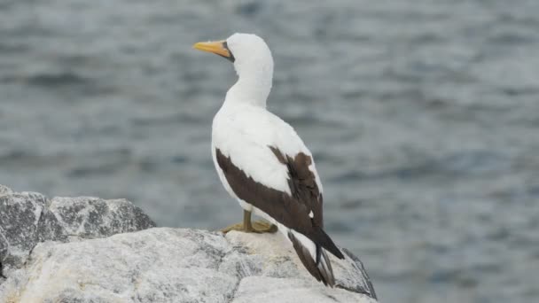 Primo piano della parte posteriore nazca booby su isla espanola nelle galapagos — Video Stock