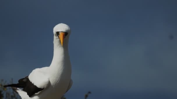 Primer plano de la cabeza de un nazca booby en isla genovesa en las galápagos — Vídeo de stock