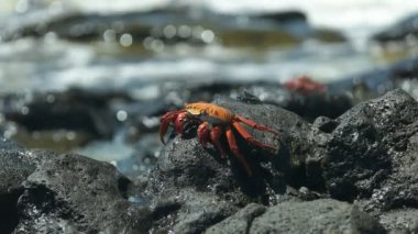 galapagos santa cruz adasında bir sally lightfoot yengeç görünümünde yan