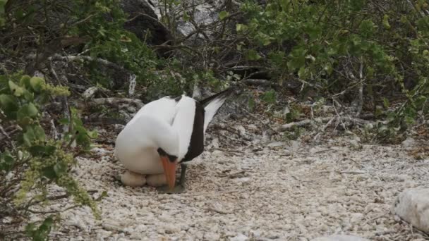 Booby Nazca na gniazdo z dwoma jajami w Isla Genovesa w Galapagos — Wideo stockowe