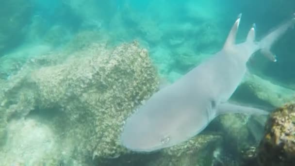 Un tiburón de punta blanca nadando más allá de un snorkeler en la isla bartolomé en las islas Galápagos — Vídeos de Stock