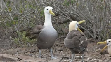 iki dalgalı albatros galapagos adalarında isla espanola onların garip çiftleme dans gerçekleştirmek