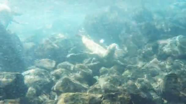 Galapagos adalarında döngüler yapan bir deniz aslanı güney plazalarda sualtı çekim — Stok video