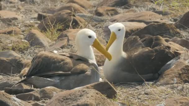 Waved albatross in affectionate pose with beaks crossed in the galapagos — Stock Video