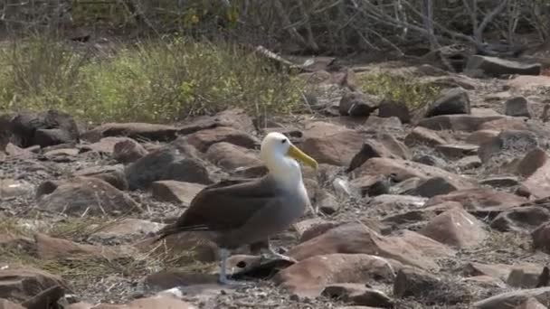 Vinkade Albatross gå på Isla Espanola i Galapagos — Stockvideo