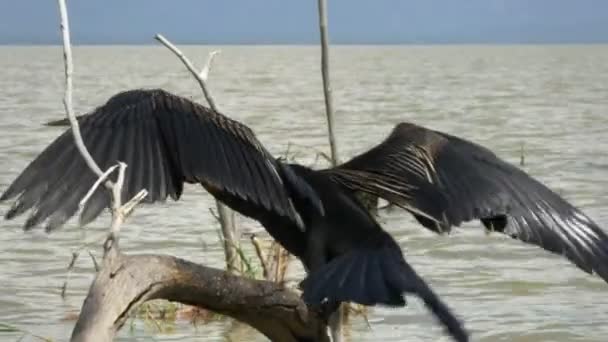 Un lago darter africano seca sus plumas en el lago baringo — Vídeo de stock