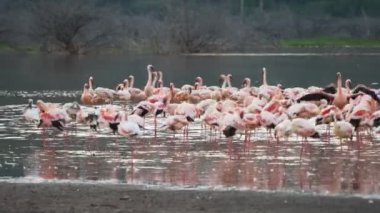 göl bogoria de daha az flamingolar panning atış
