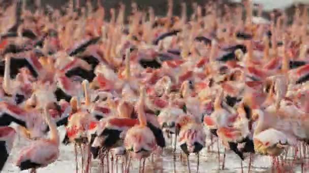 Närbild av en Flamingo flock vid Lake Bogoria i Kenya — Stockvideo