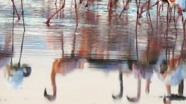 Flamingo reflections on calm lake bogoria, kenya — Stock Video