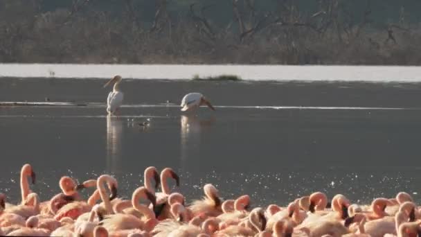 Kleine flamingo's en pelikanen bij Lake Bogoria, Kenia — Stockvideo