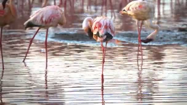 gros plan de trois petits flamants roses qui se préparent aux plumes au lac bogoria 