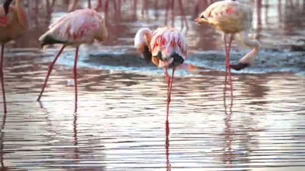 Close-up van drie kleinere flamingo's voor hun veren op het meer Bogoria — Stockvideo