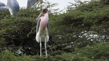kenya'da bogoria gölünde yuvalama marabou leylek