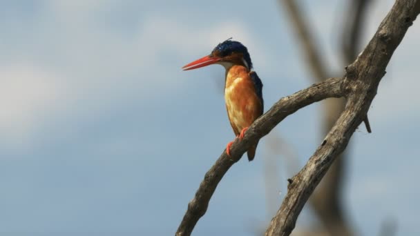 Malaquita kingfisher no lago baringo em kenya — Vídeo de Stock