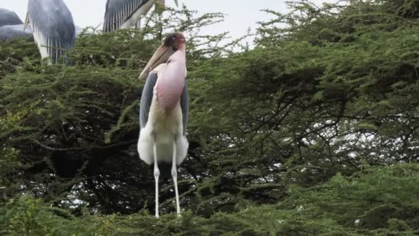 Aninhamento marabou cegonha no lago bogoria em kenya — Vídeo de Stock