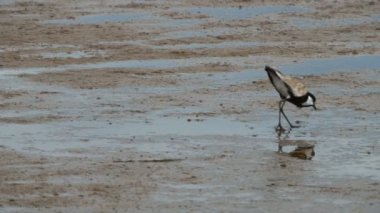 kenya'da bogoria gölünde mahmuz kanatlı yağmurcun