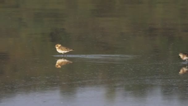 Nutrire piccoli stint, un piccolo uccello trampoliere, al lago di bogoria — Video Stock