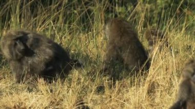 masai mara oyun rezerv bir babun asker kavga iki üyesi