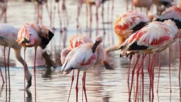 Mehrere kleinere Flamingos, die ihre Federn am Rande des Bogoriasees ausbreiten — Stockvideo