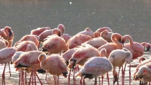 Primer plano de flamencos bañándose en el lago bogoria, kenya — Vídeo de stock