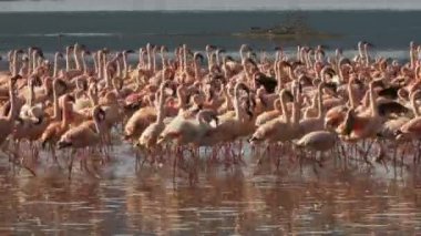 kenya göl bogoria kıyısında yürüyen daha az flamingolar yakın
