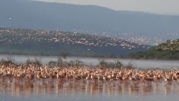 Flock mindre Flamingos ta flyg Lake Bogoria, Kenya — Stockvideo