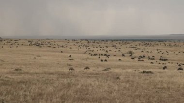 masai mara oyun rezerv, kenya antilop otlatma