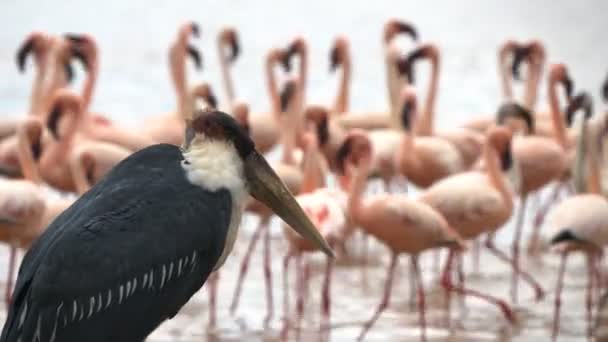 Close up of a marabou astork and flamingos at lake bogoria in kenya — стоковое видео