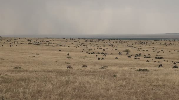 Wildebeest пастбище в заповеднике Масаи Мара, Кения — стоковое видео