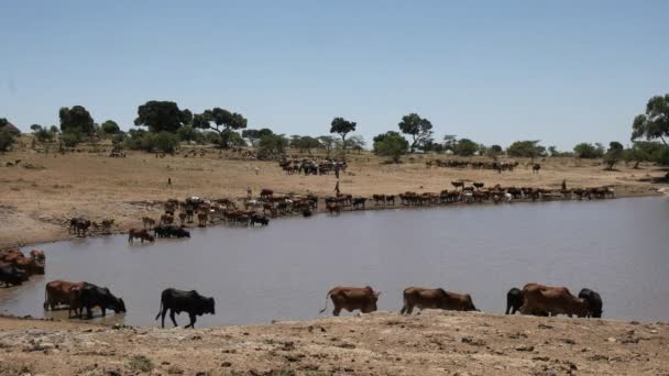Maasai çobanları sığırlarını masai mara, kenya yakınlarında suya getiriyorlar. — Stok video