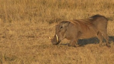 masai mara oyun rezerv beslemek için warthog diz çöker yakın