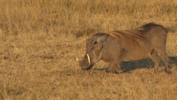 Close up warthog kneels to feed in masai mara game reserve — Stock Video