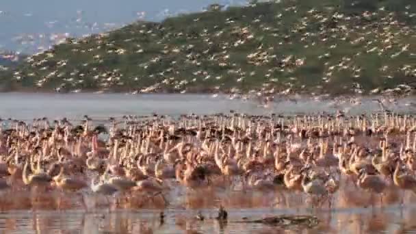 Розовые фламинго летят на озере Богория, Кения — стоковое видео