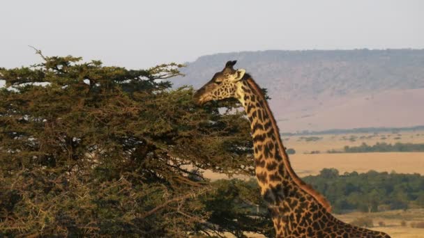 Żyrafa karmienia z oloololo escarpment Masai Mara w oddali — Wideo stockowe