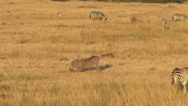 Fütterung von Warzenschweinen im Masai Mara Nationalpark, Kenia — Stockvideo