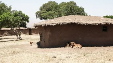 masai mara, kenya geleneksel manyatta hayvanlar ve çamur kulübeleri