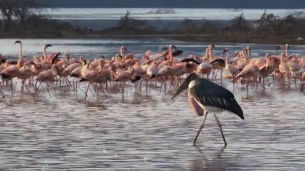 Marabou Stork wandelt onder kleinere flamingo's in Kenia — Stockvideo